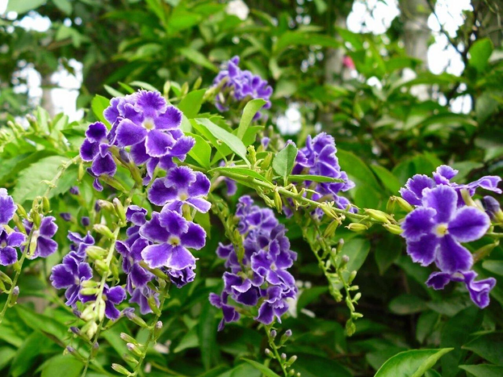 每日一花|蕾丝金露花 蕾丝金露花:马鞭草科金露花属下的一个种.