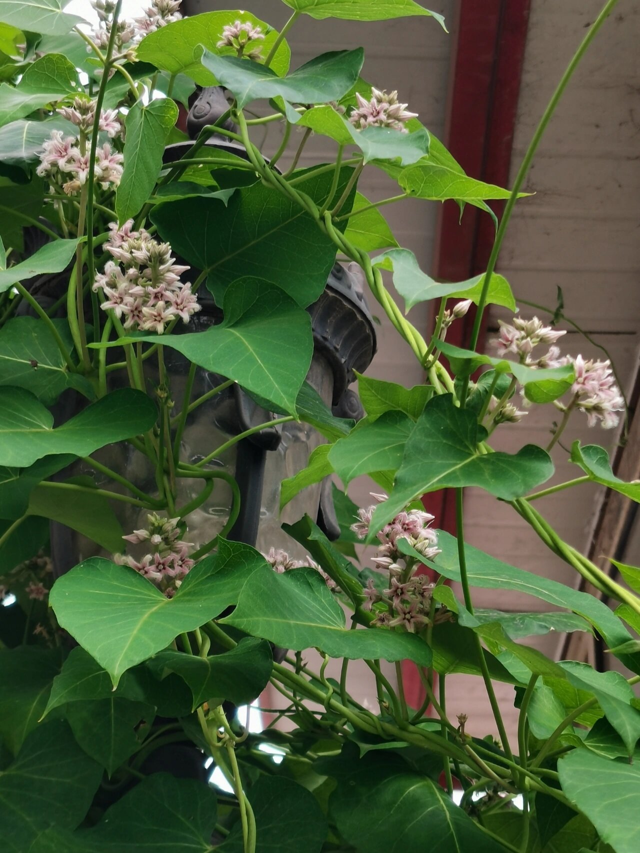 萝藦(白环藤@微云妈妈的动态