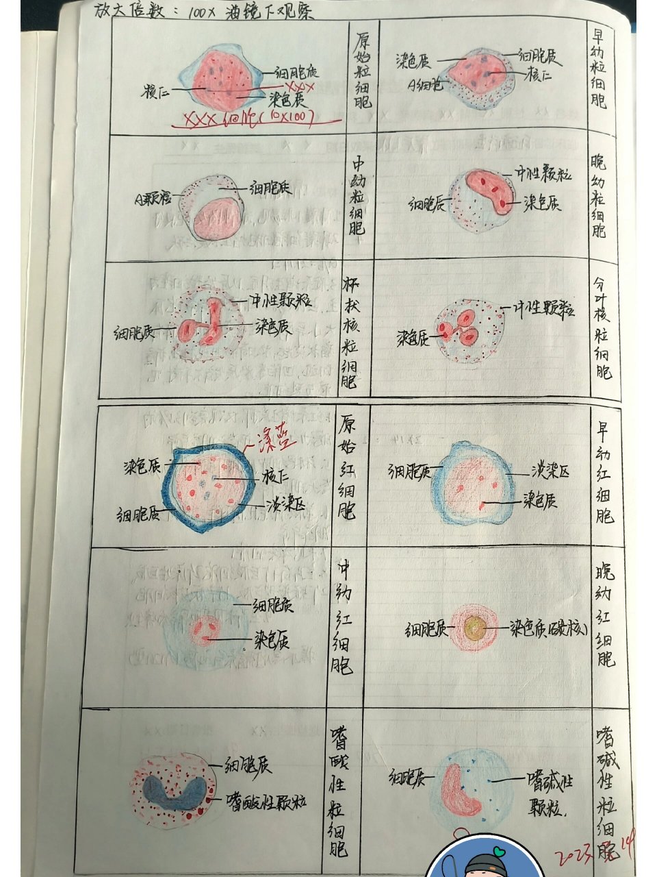 嗜酸性粒细胞手绘画图图片