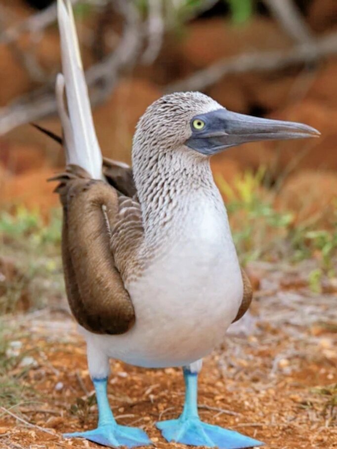 丑萌但是专一的情圣--蓝脚鲣鸟