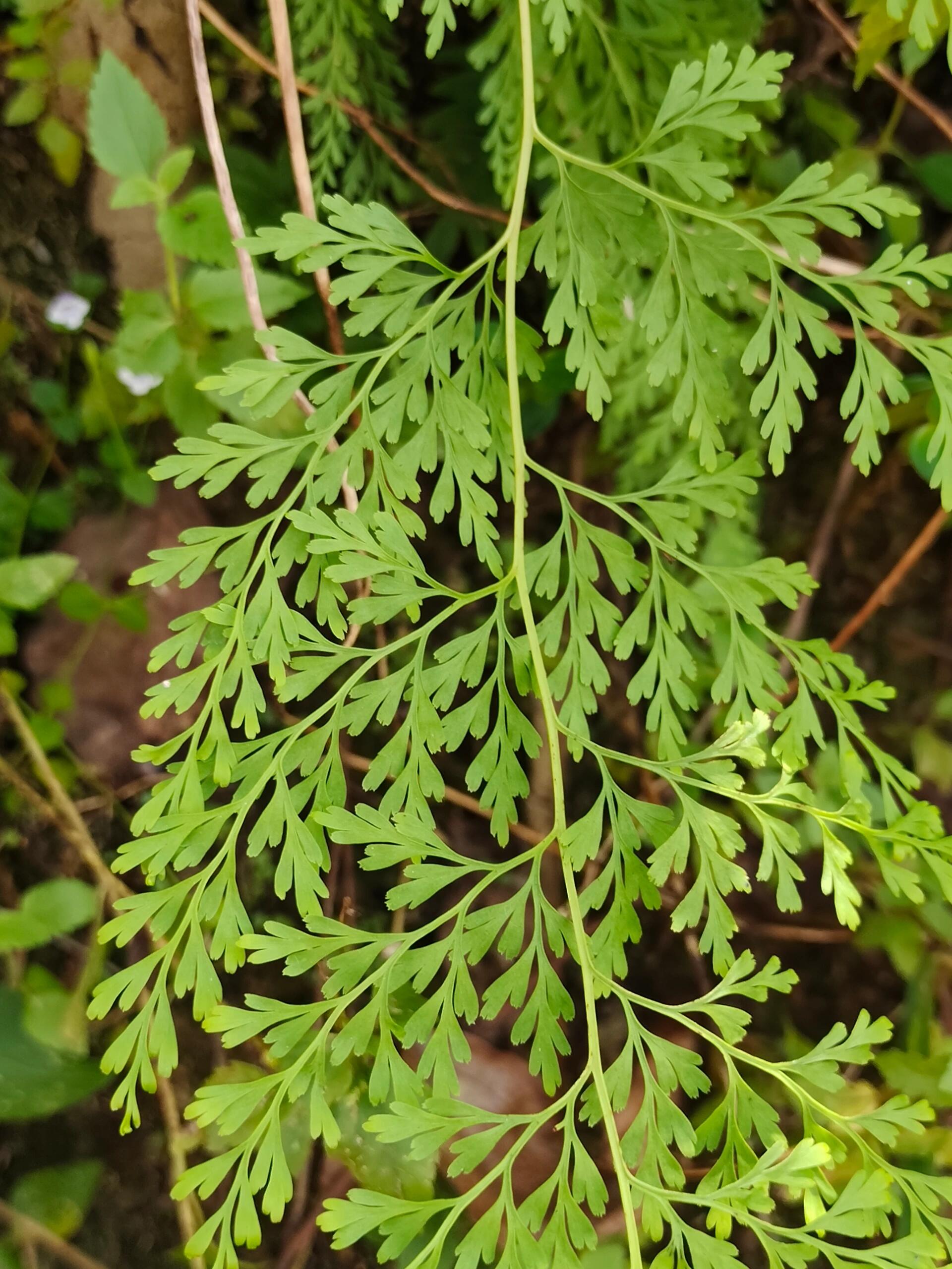 [84]每天认识一种植物—乌蕨