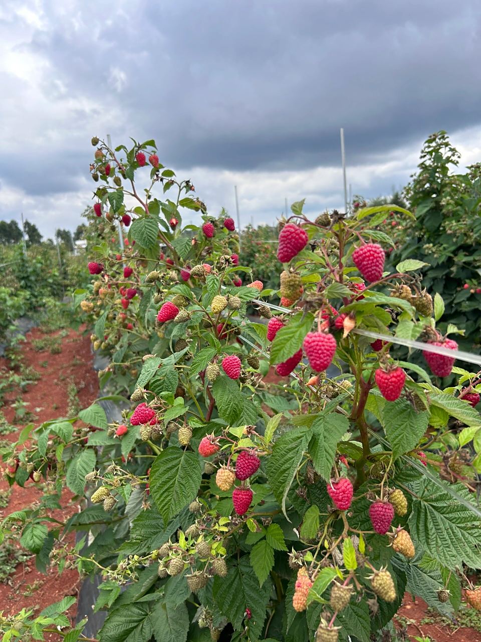 免入园费摘树莓 遛娃 99十一假期就避开人群吧,来树莓采摘园撒野!