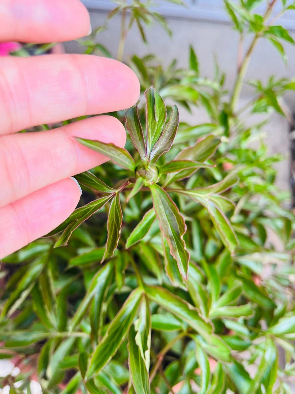 结果我十月份移栽到大花盆里的芍药,比地栽的早发芽,而且长势喜人