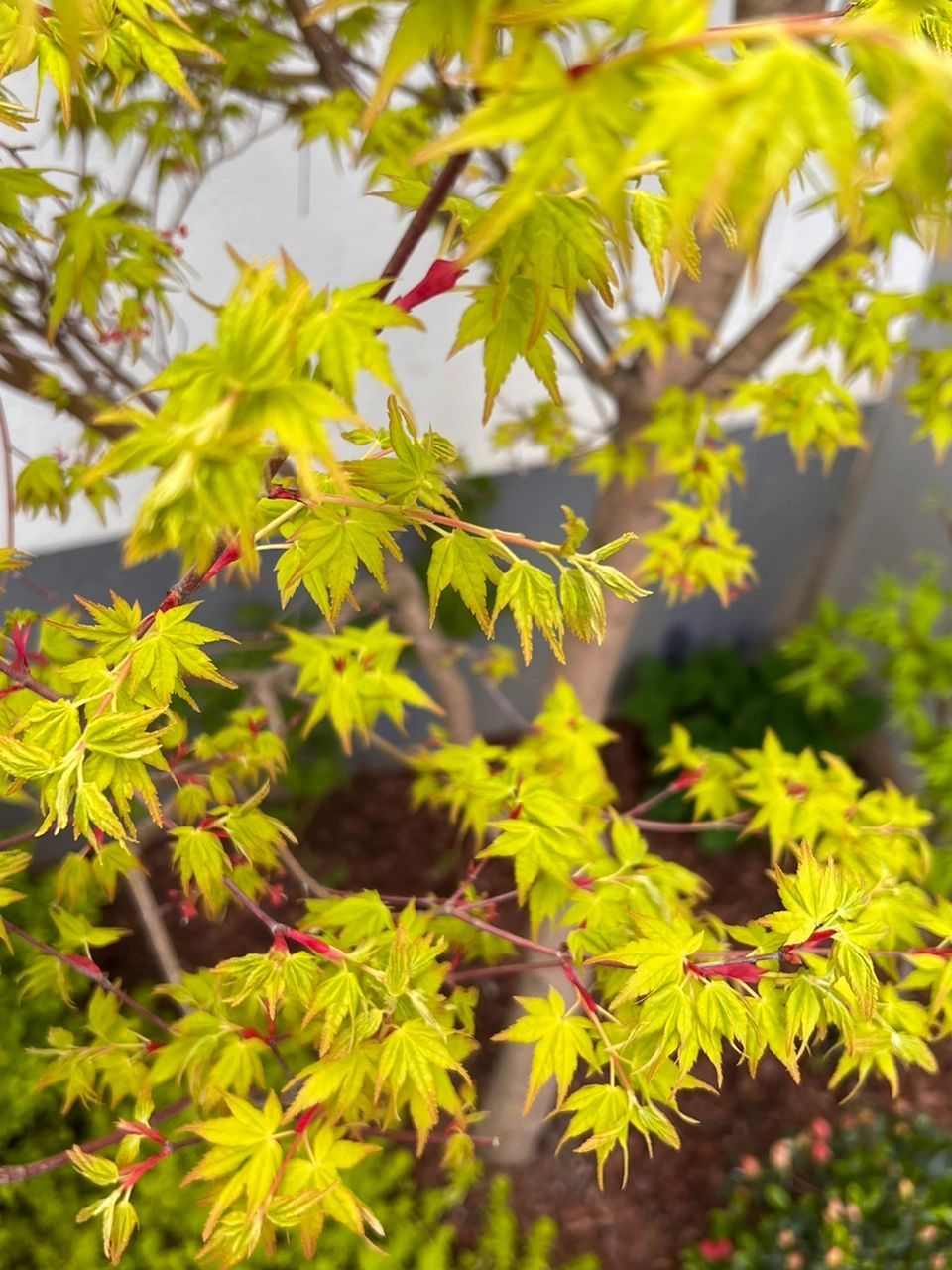 春天的枫树(槭树)最美   图1最大的那棵枫树是黄金枫袖锦,春天黄色小
