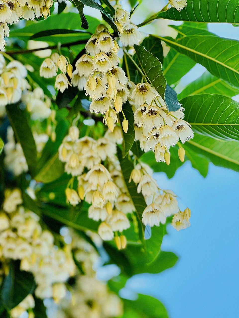到今天终于知道原来它叫杜英.,待到夏季如云开