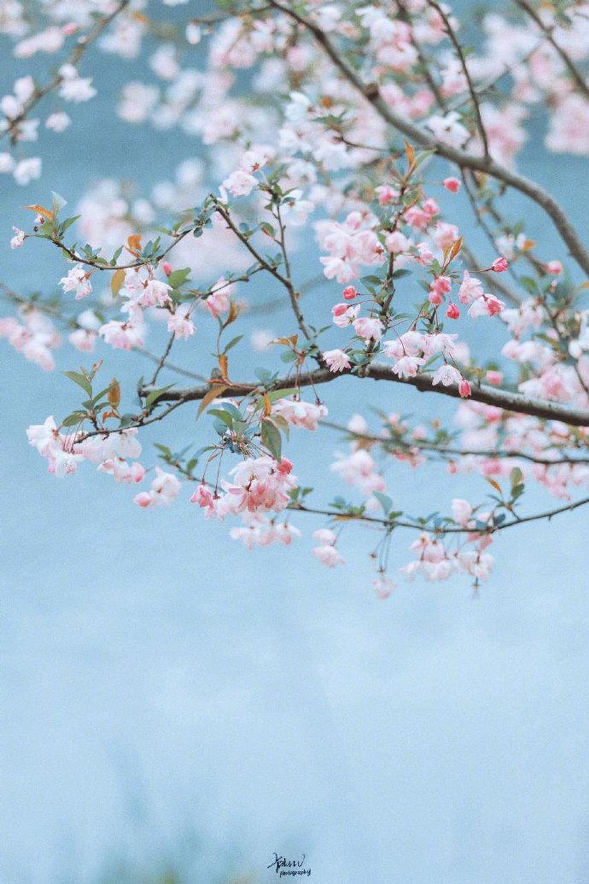 《海棠美人图》 唐寅 〔明代〕 褪尽东风满面妆,可怜蝶粉与蜂狂.