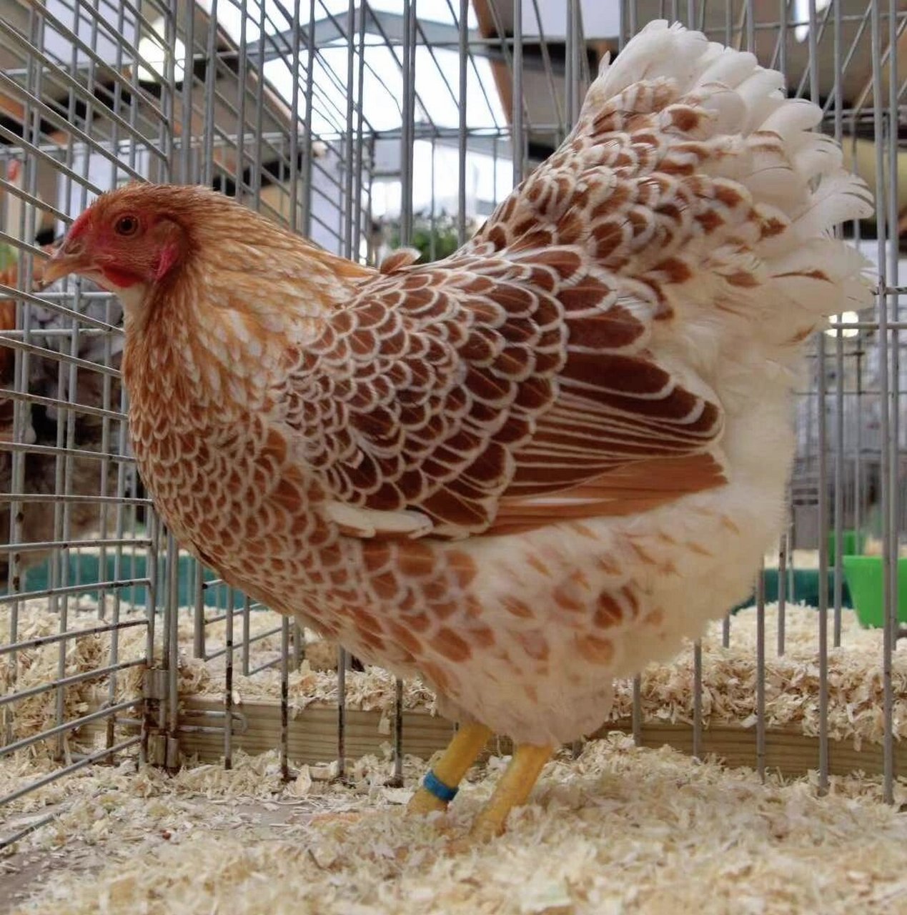 养了8年的鸡,叫了它八年的波兰鸡,直到去年有幸结识了美国矮脚鸡协会