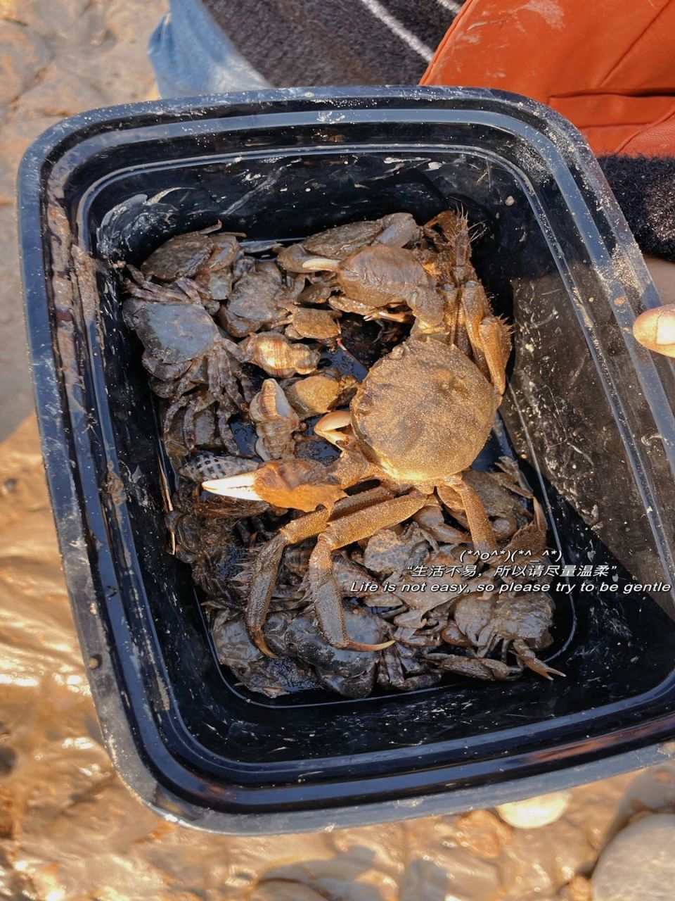 舟山免费的赶海胜地———筲箕湾 舟山免费的赶海胜地——筲箕湾 可以