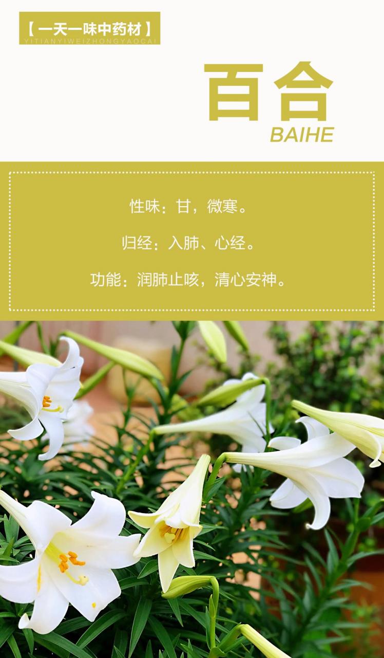 百合 【性味】甘,微寒. 【归经】肺,心经.