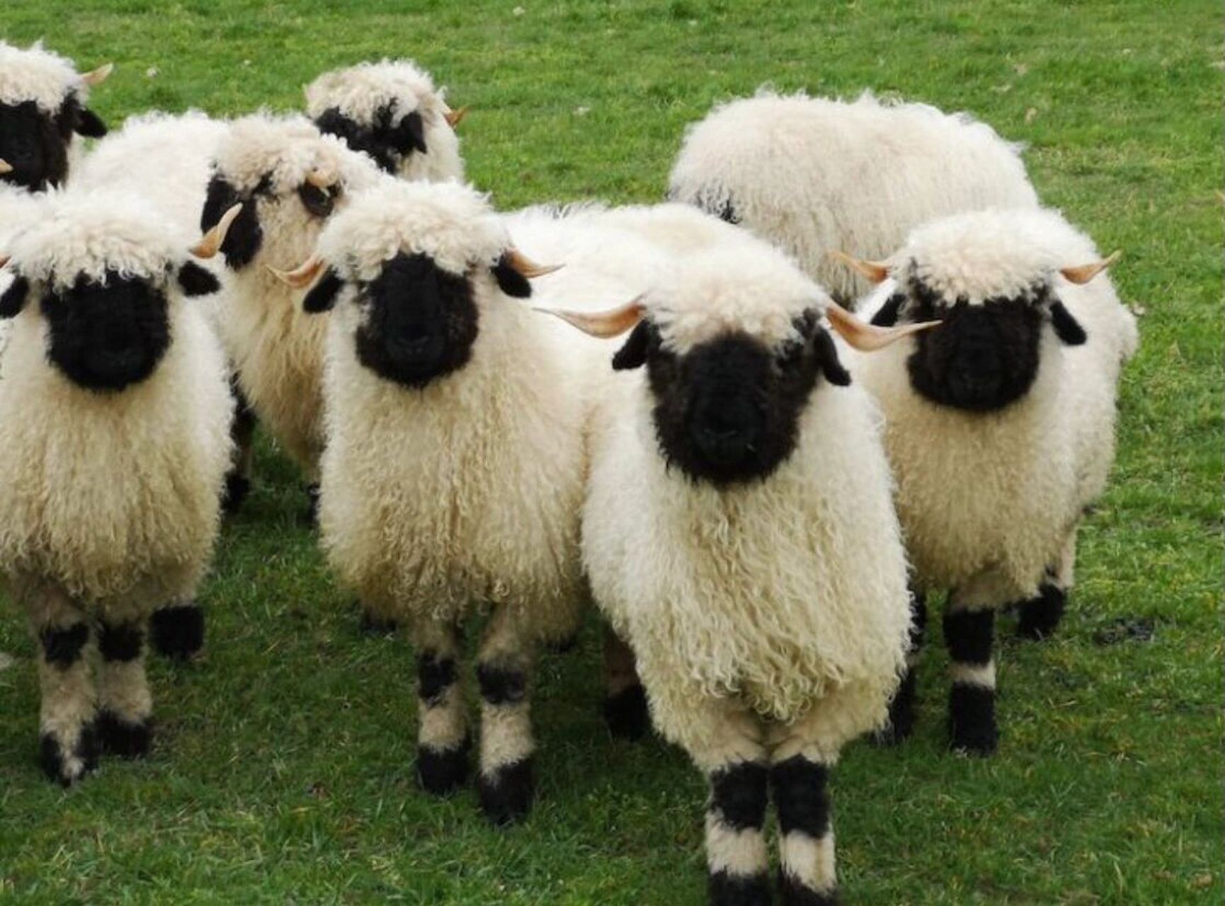 遇见来自瑞士的小可爱 遇见世界上最可爱的绵羊—瓦莱黑鼻羊,它们看