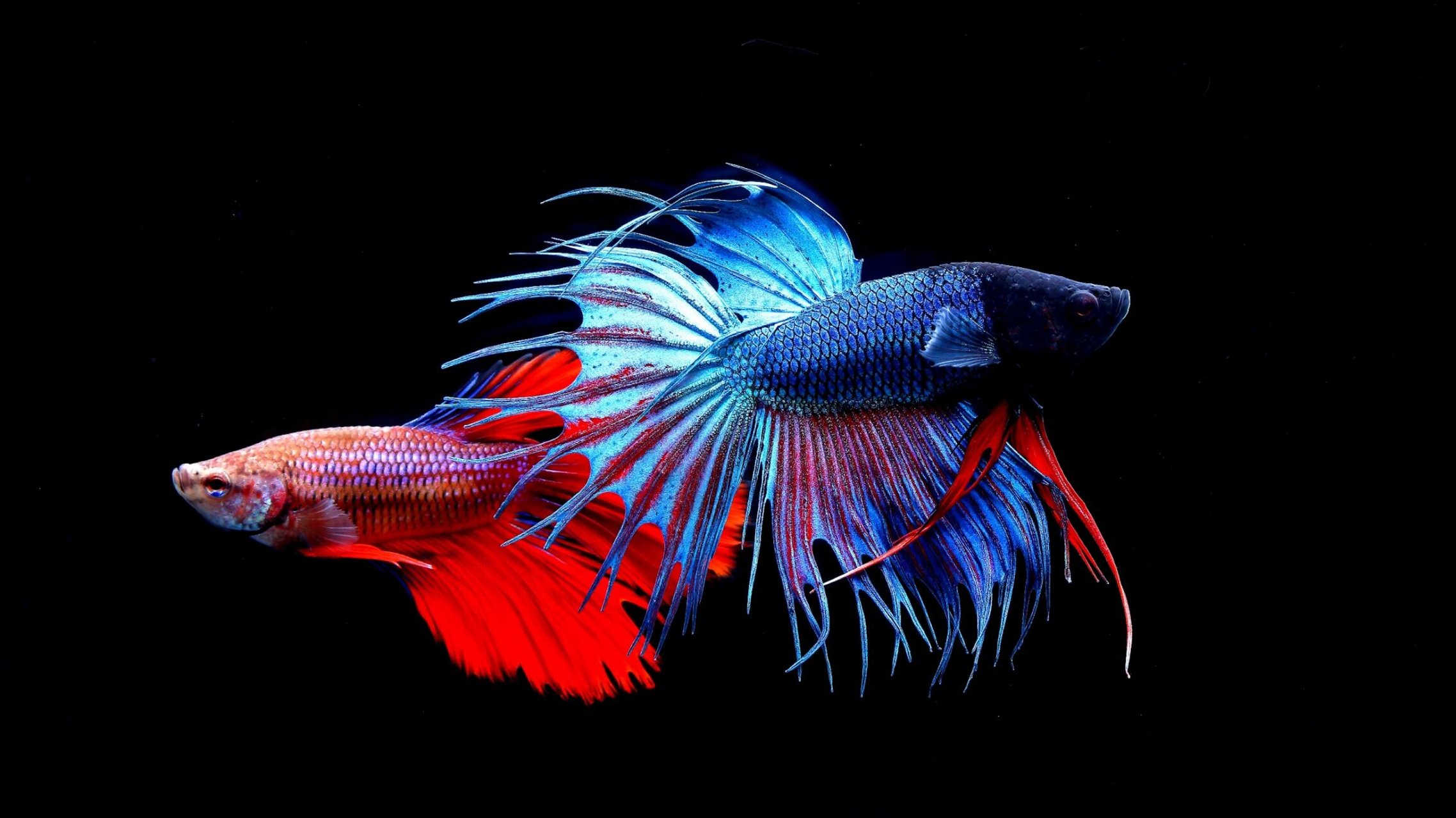 带娃认识100种鱼类4-五彩搏鱼 五彩搏鱼(betta splendens)鲈形目斗鱼