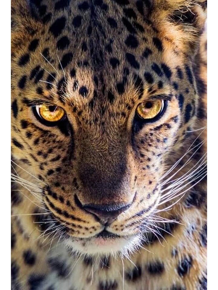 豹子更受尊敬,因为它虽然更小,但更聪