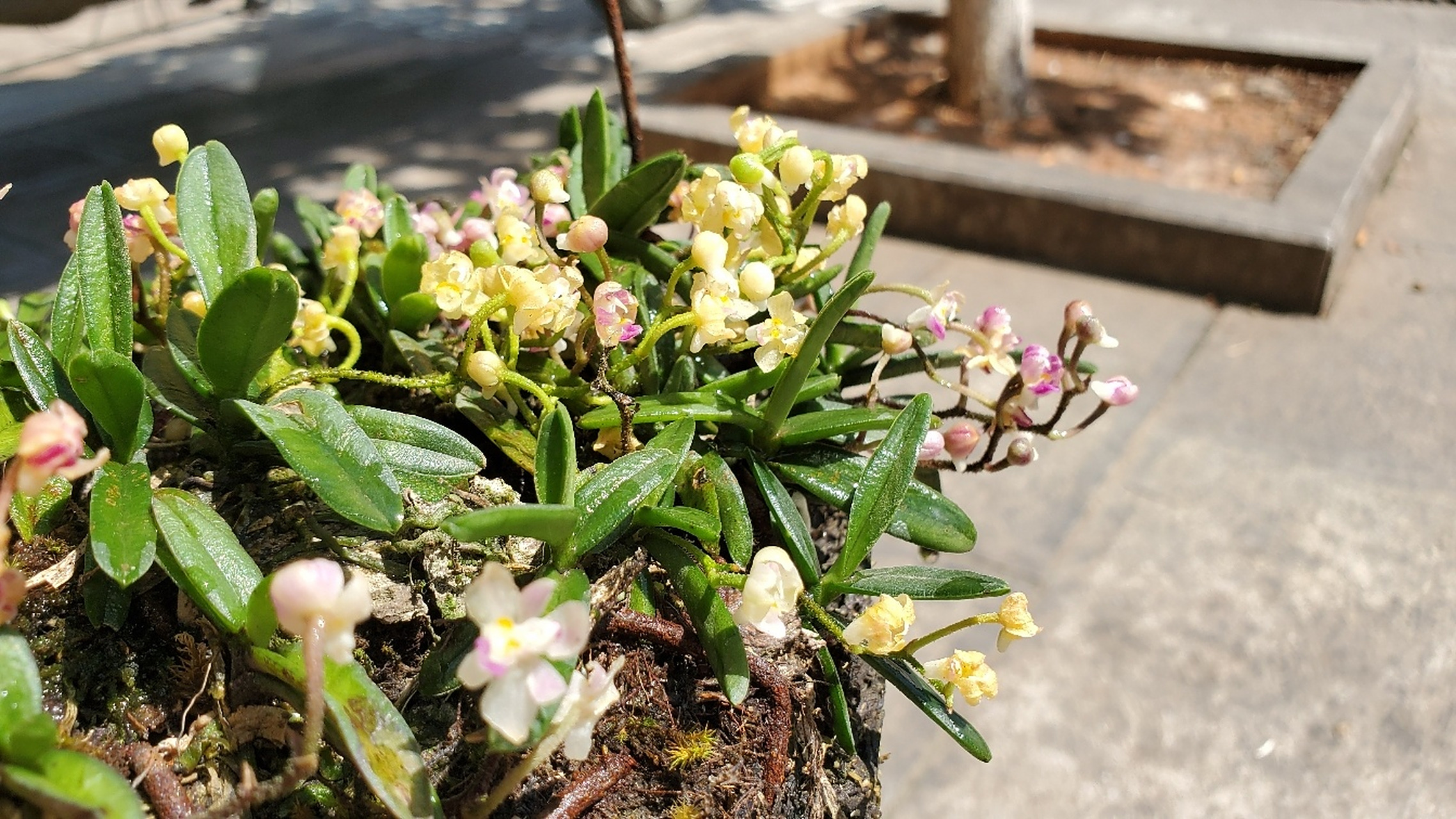 稀有,越南小凤兰 #花卉绿植