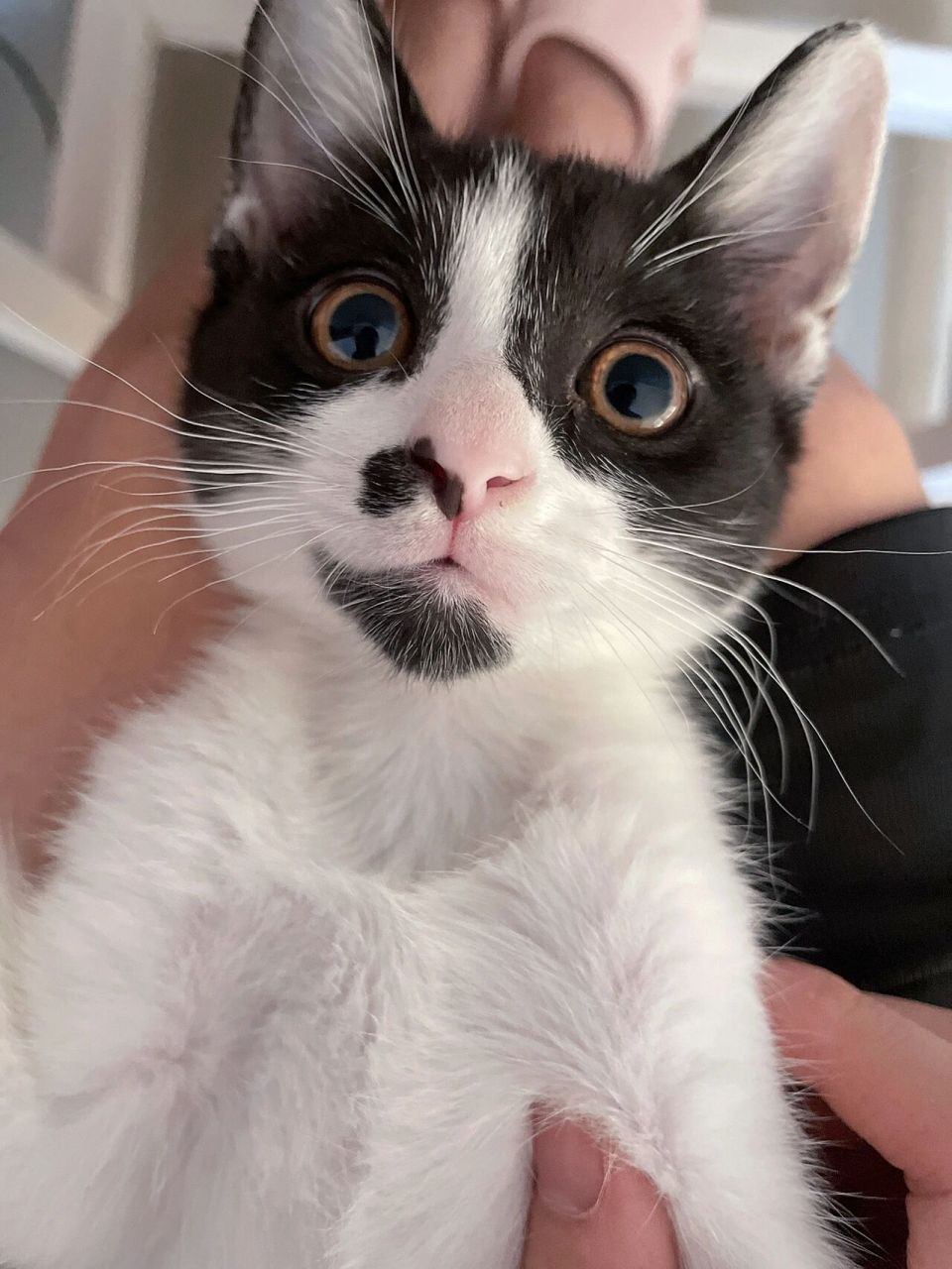 小猫咪耳朵有个洞,是什么?