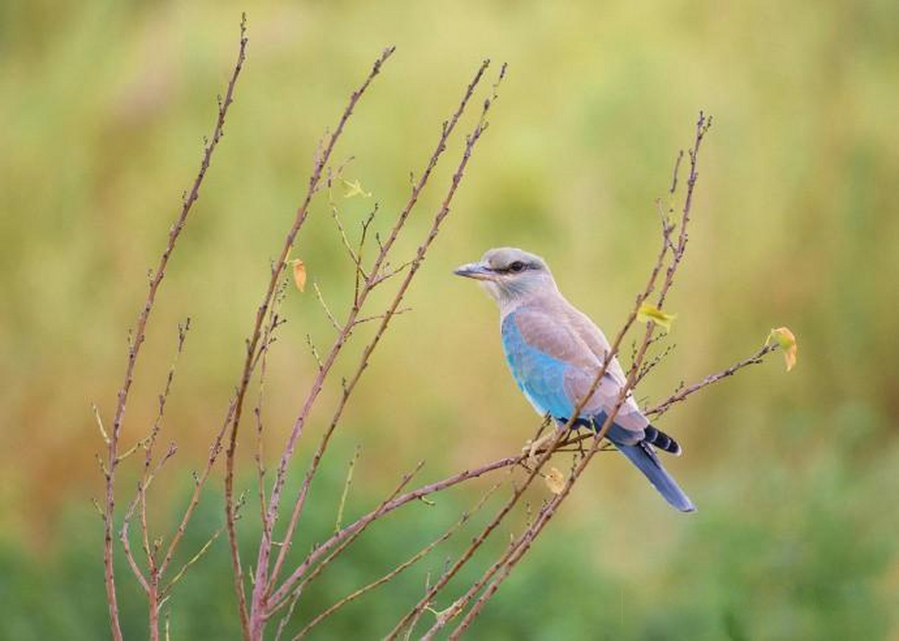 【小鸟主题摄影作品】 摄影师:ehtasham ul haq