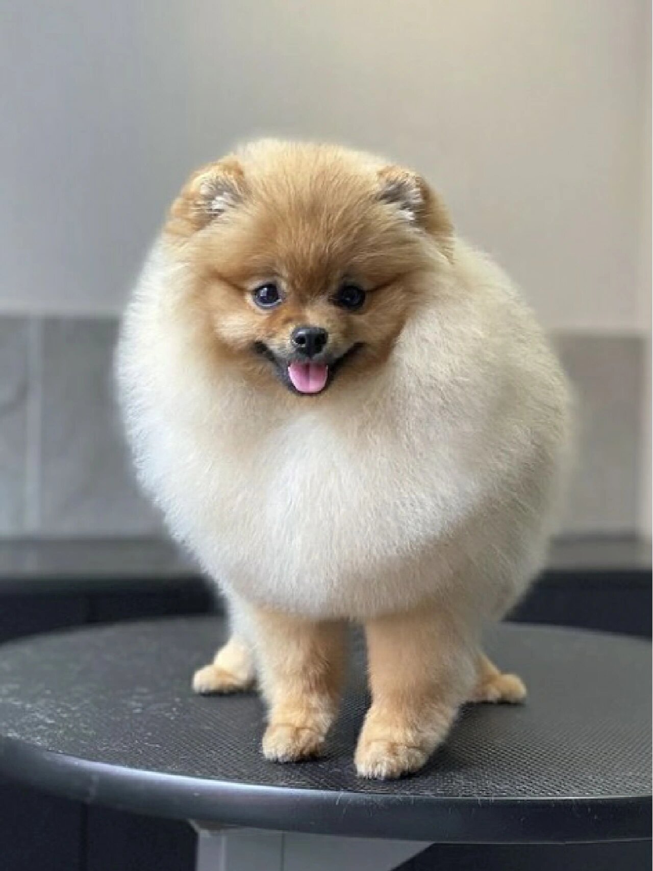 博美美容造型合集-这迷人的毛发丰盈感