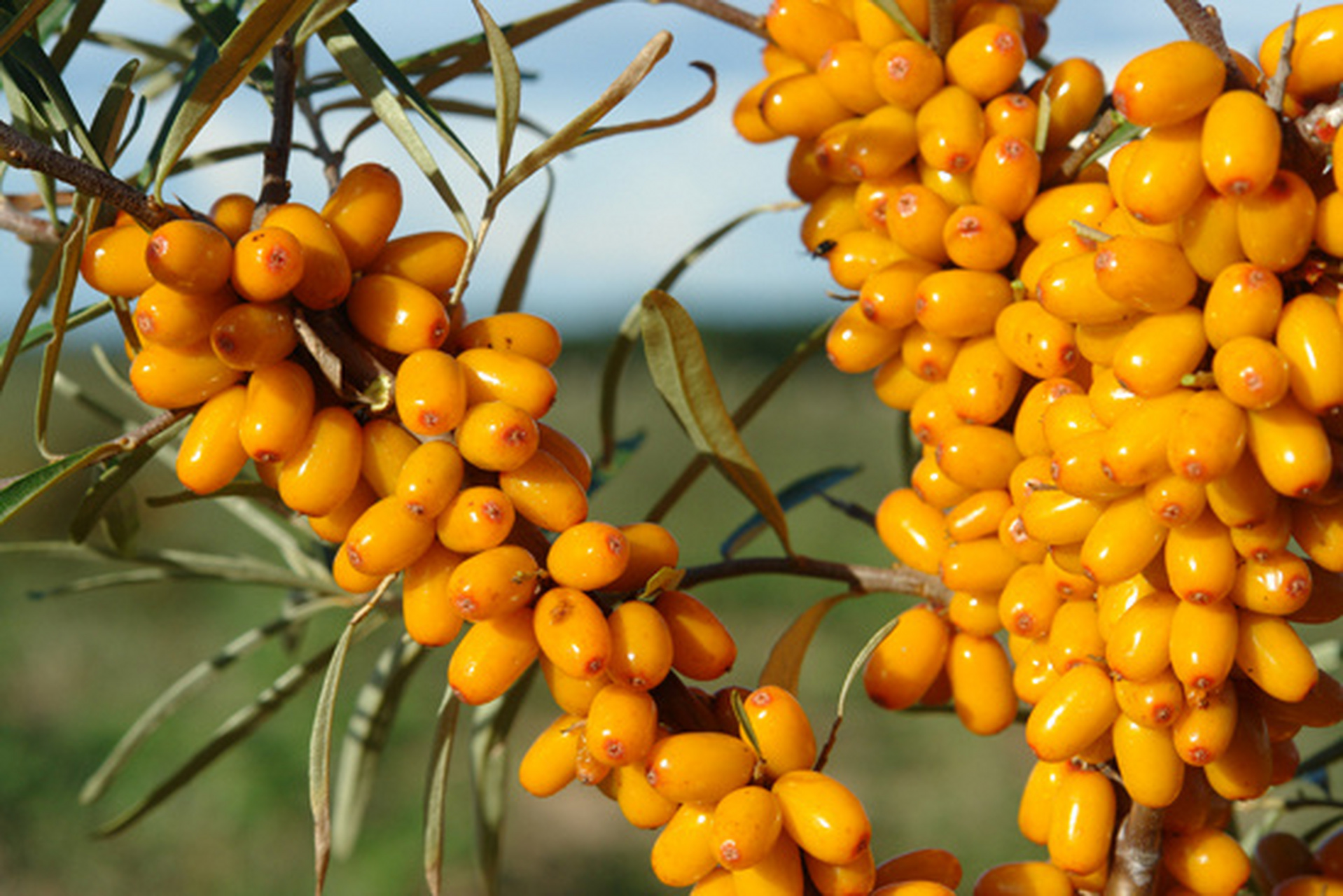 黑龙江省特产 - 孙吴大果沙棘 孙吴县地处小兴安岭北麓,黑河市中部
