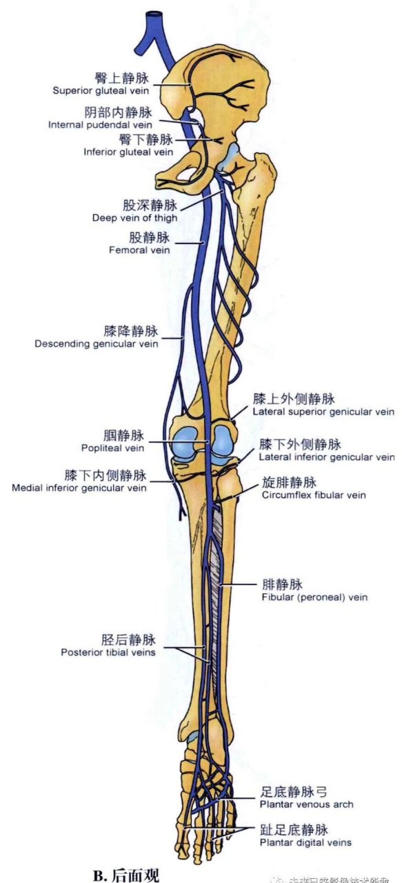 每天只学一点点 | 下肢静脉 下肢静脉分为深静脉和浅静脉 	 1.