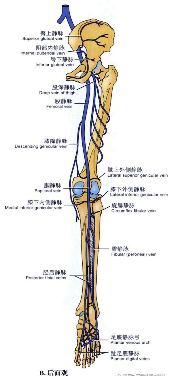 股静脉走行解剖图图片