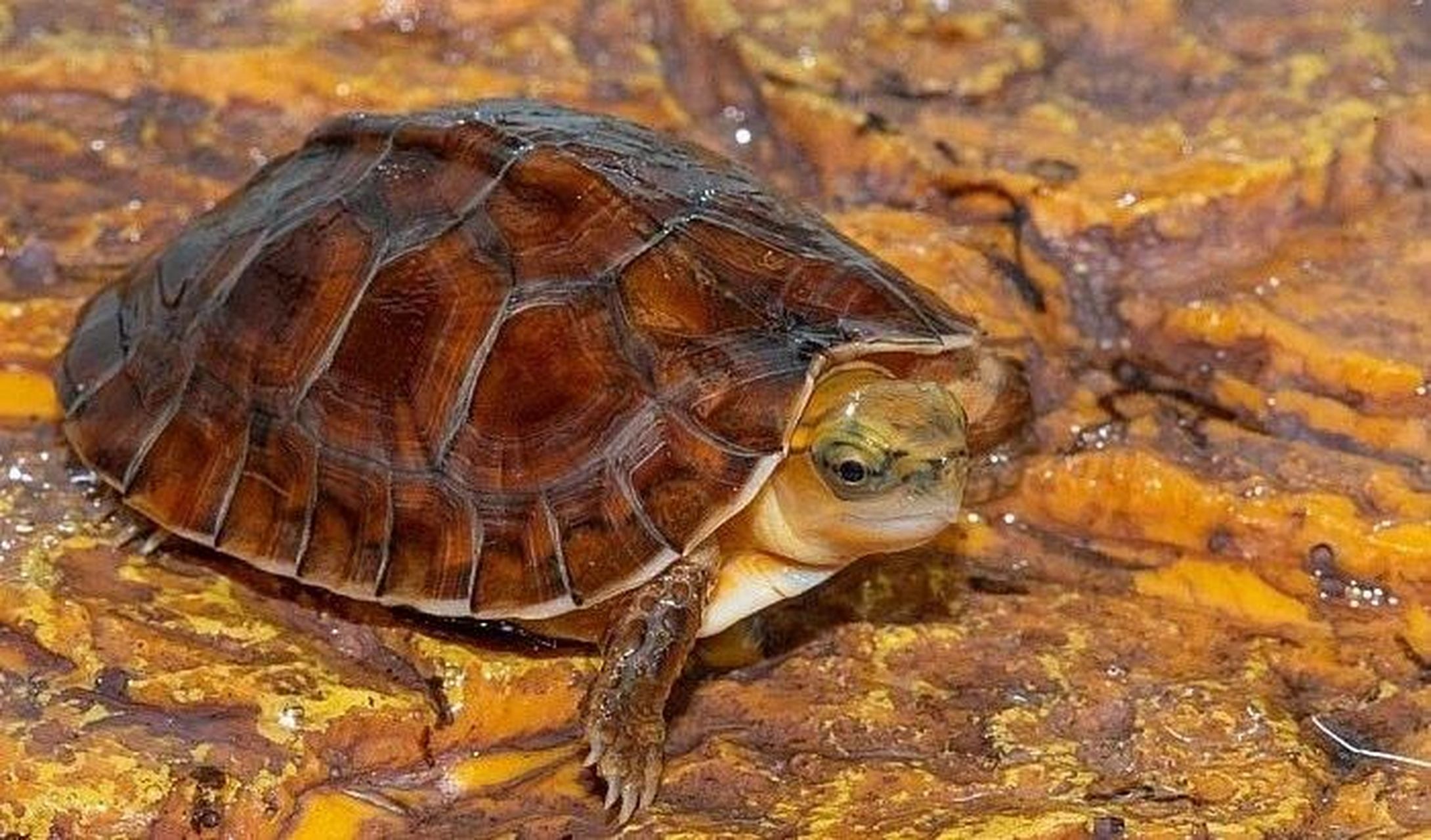 百色闭壳龟丨婀娜多姿的国龟贵族 百色闭壳龟 学名: cuora mccordi,地