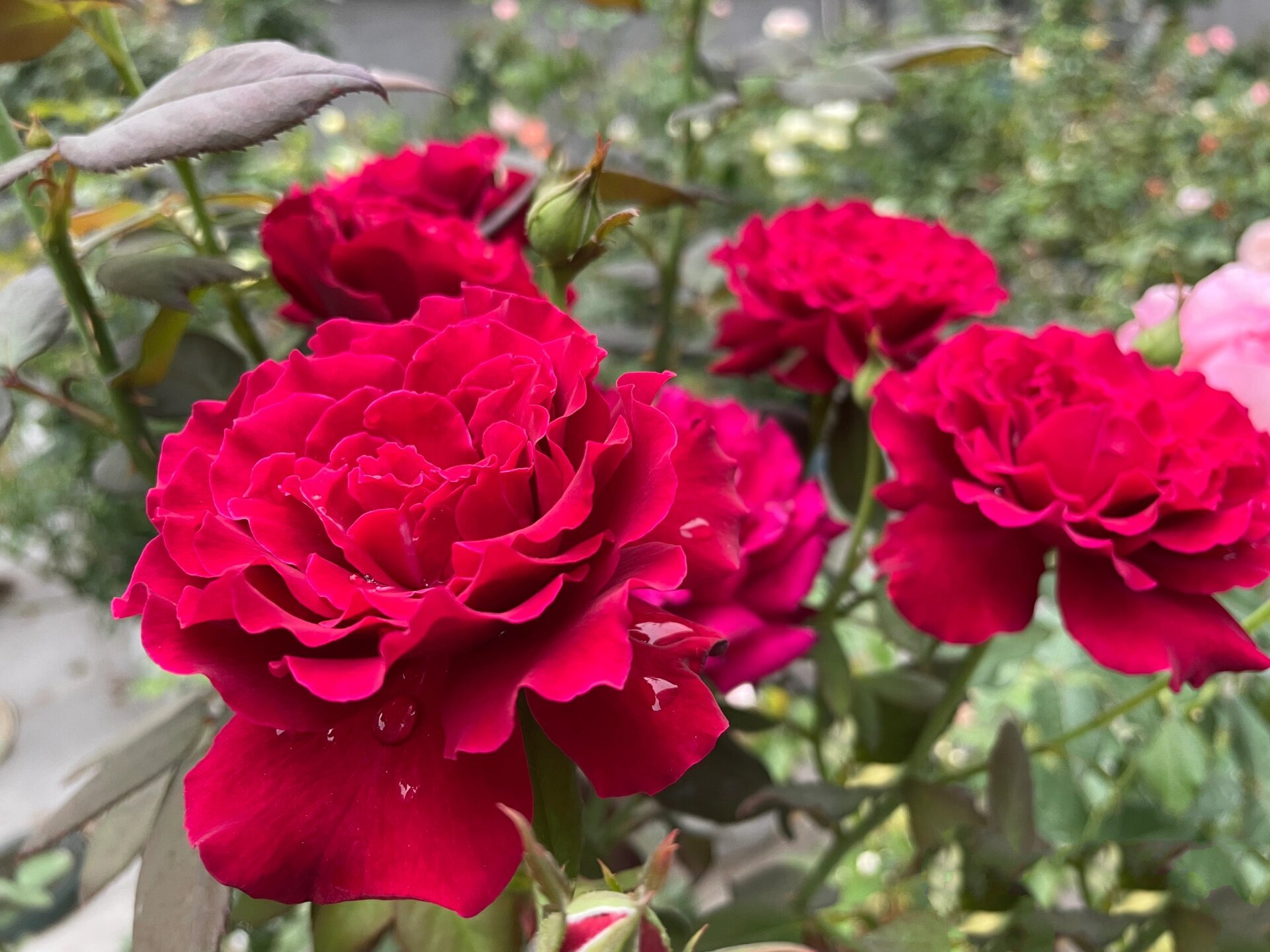 红红火火 浓香飘逸型 红丘月季 这个是红丘/ 天家胭脂 月季,河本培育