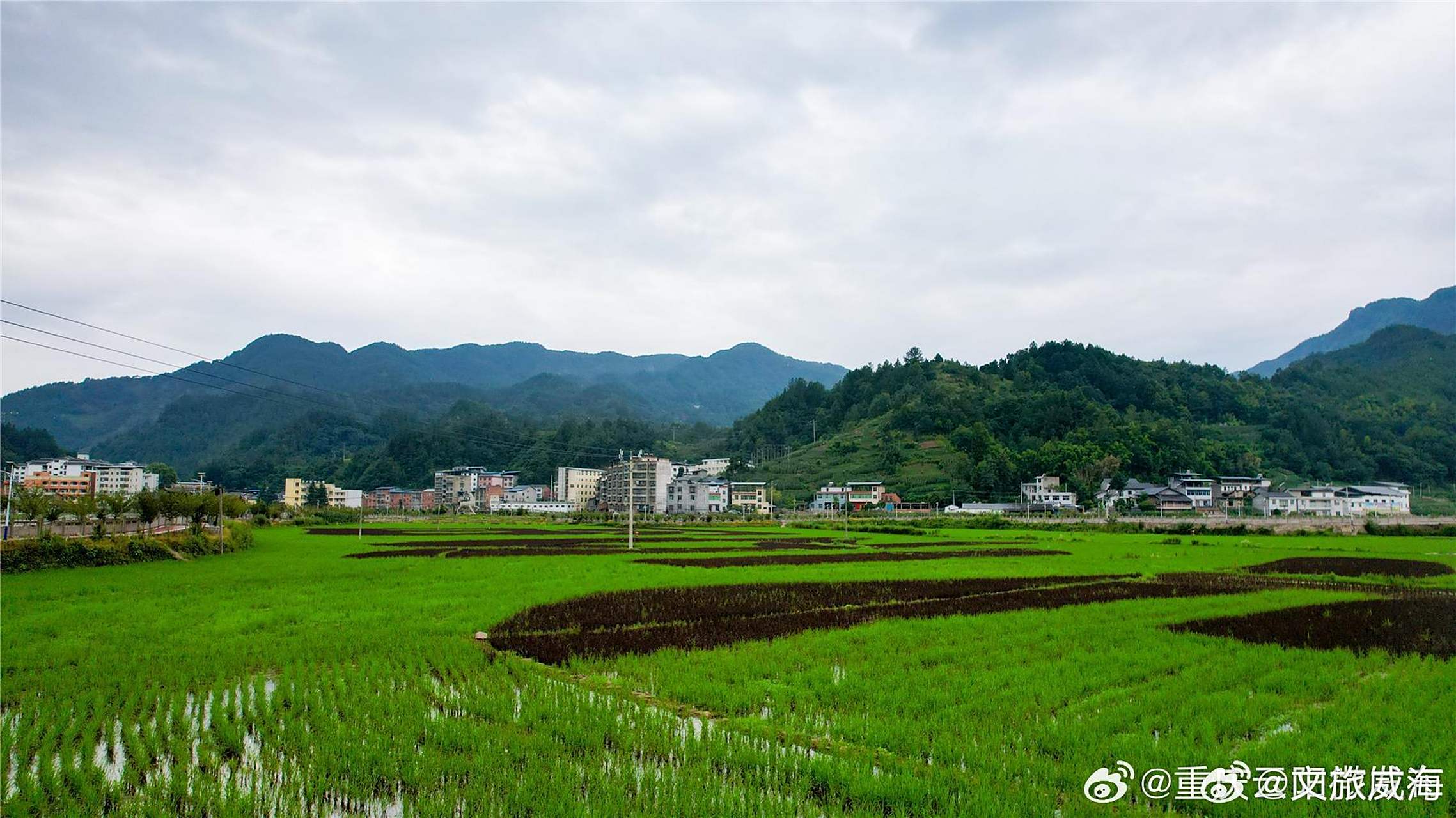 【云阳洞鹿:以稻为笔绘乡村振兴】日前,云阳县洞鹿乡彩色水稻迎来观赏