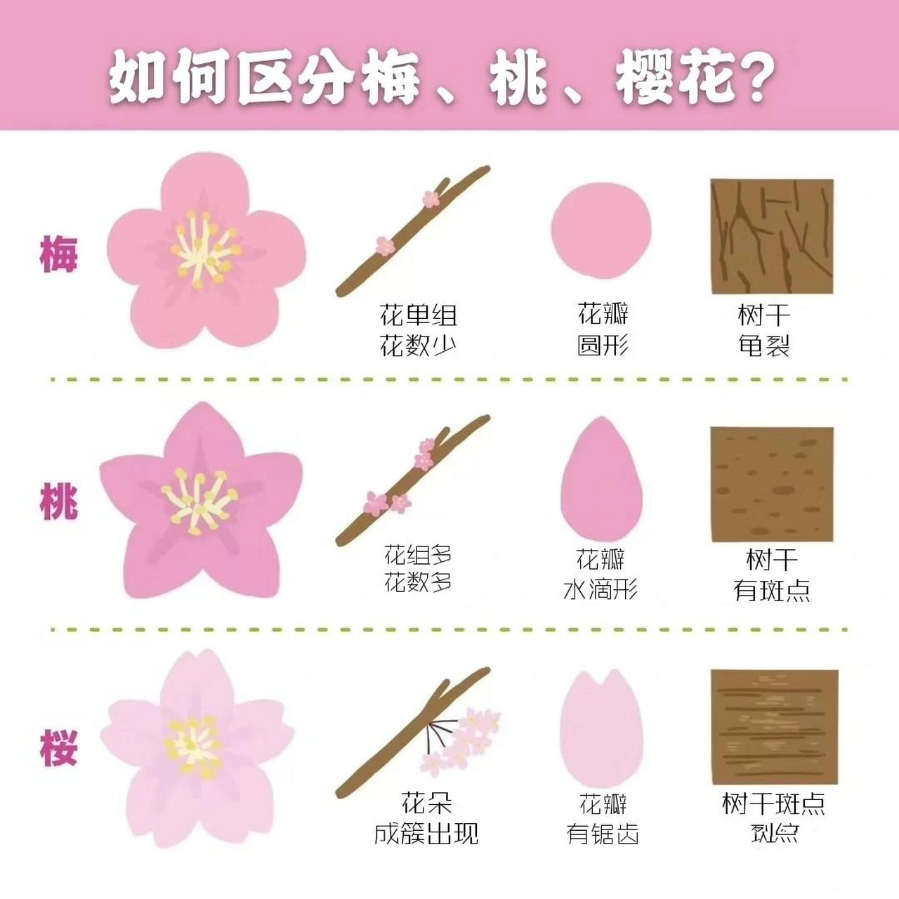 如何区分梅花,桃花与樱花的形状 如图,希望某些人不要再指着食物语