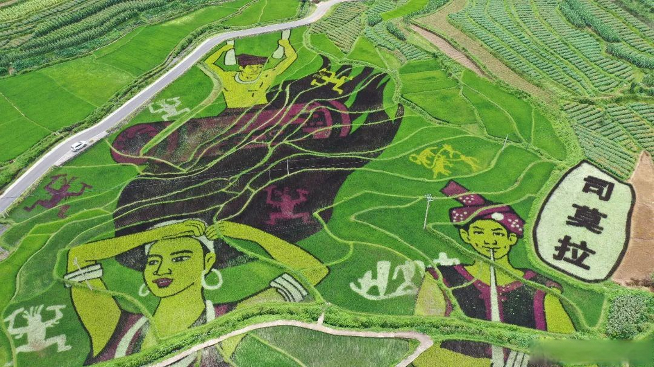 稻田画以乡村振兴为主,描绘出司莫拉佤族群众"敲木鼓,吹起笙,跳起舞"