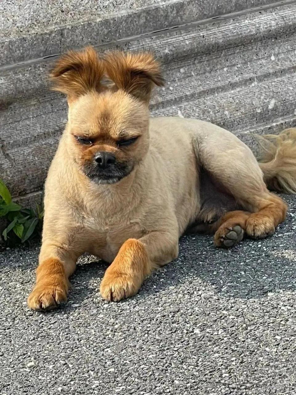 库克:无所谓,不影响我赚钱,马上15会出手的!