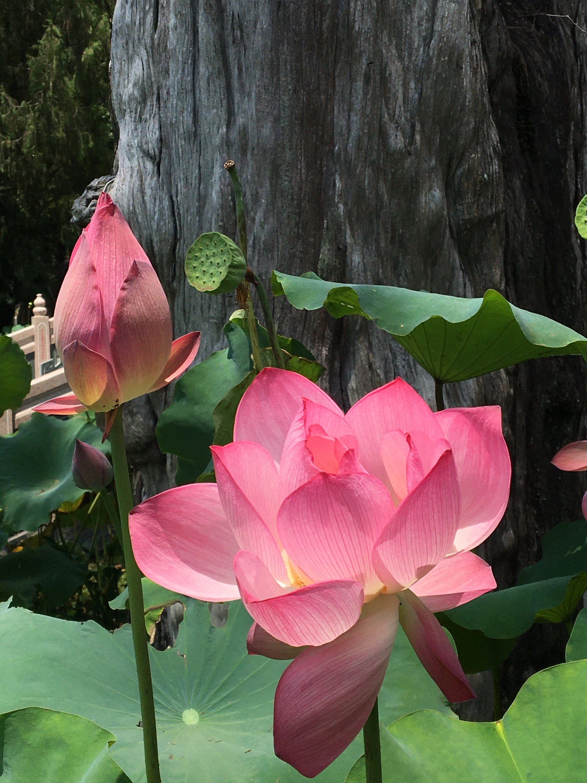 千年古刹灵光寺·梅县 千年古刹灵光寺,闻名遐迩!