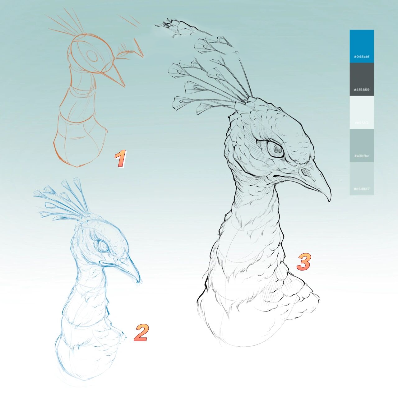 08孔雀头部分步骤画法教程(2)08