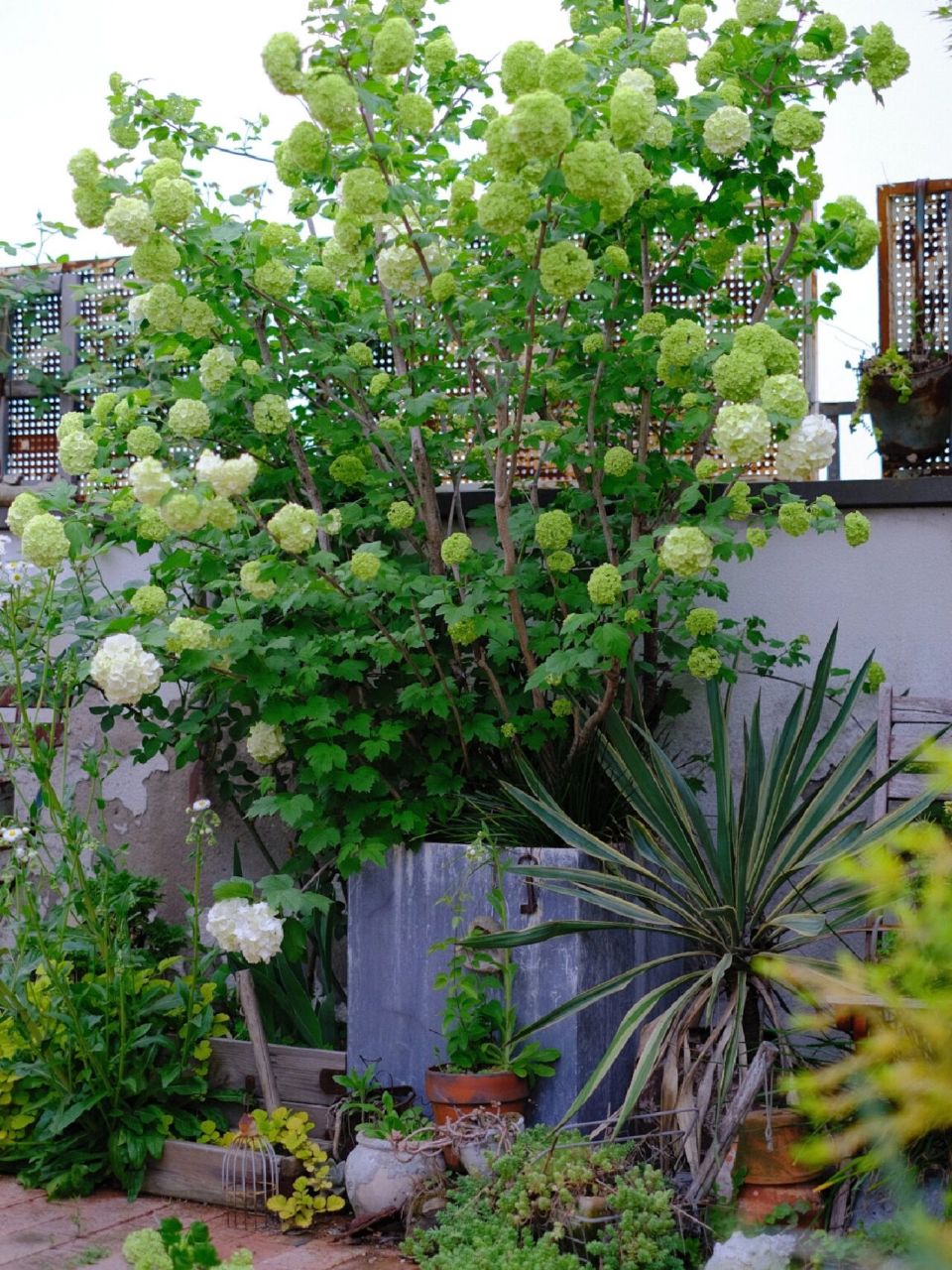 欧洲木绣球,7年啦,小苗养起 昨天下午3点拍摄 花瓣绿色很美 变白色后