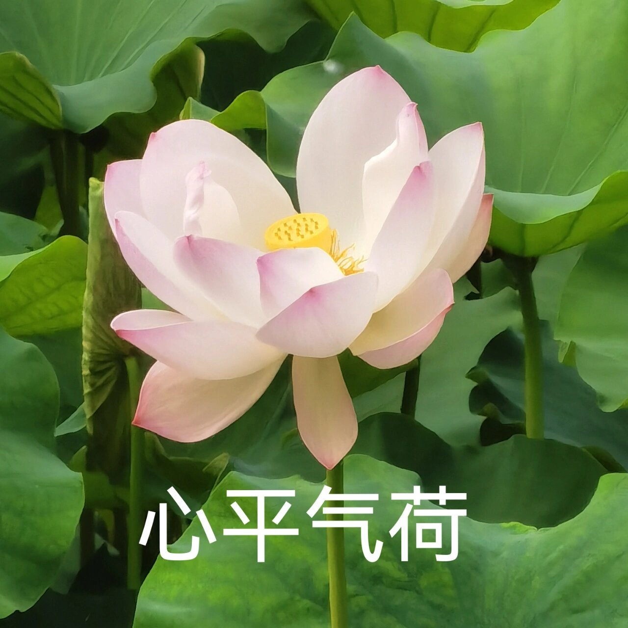 用自己拍的荷花做中老年表情包很不错 荷花真的随手一拍都好看🙌 做