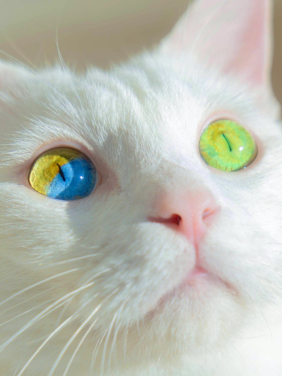 要多幸运才能捡到这种彩虹瞳猫猫啊 捡来的流浪小猫