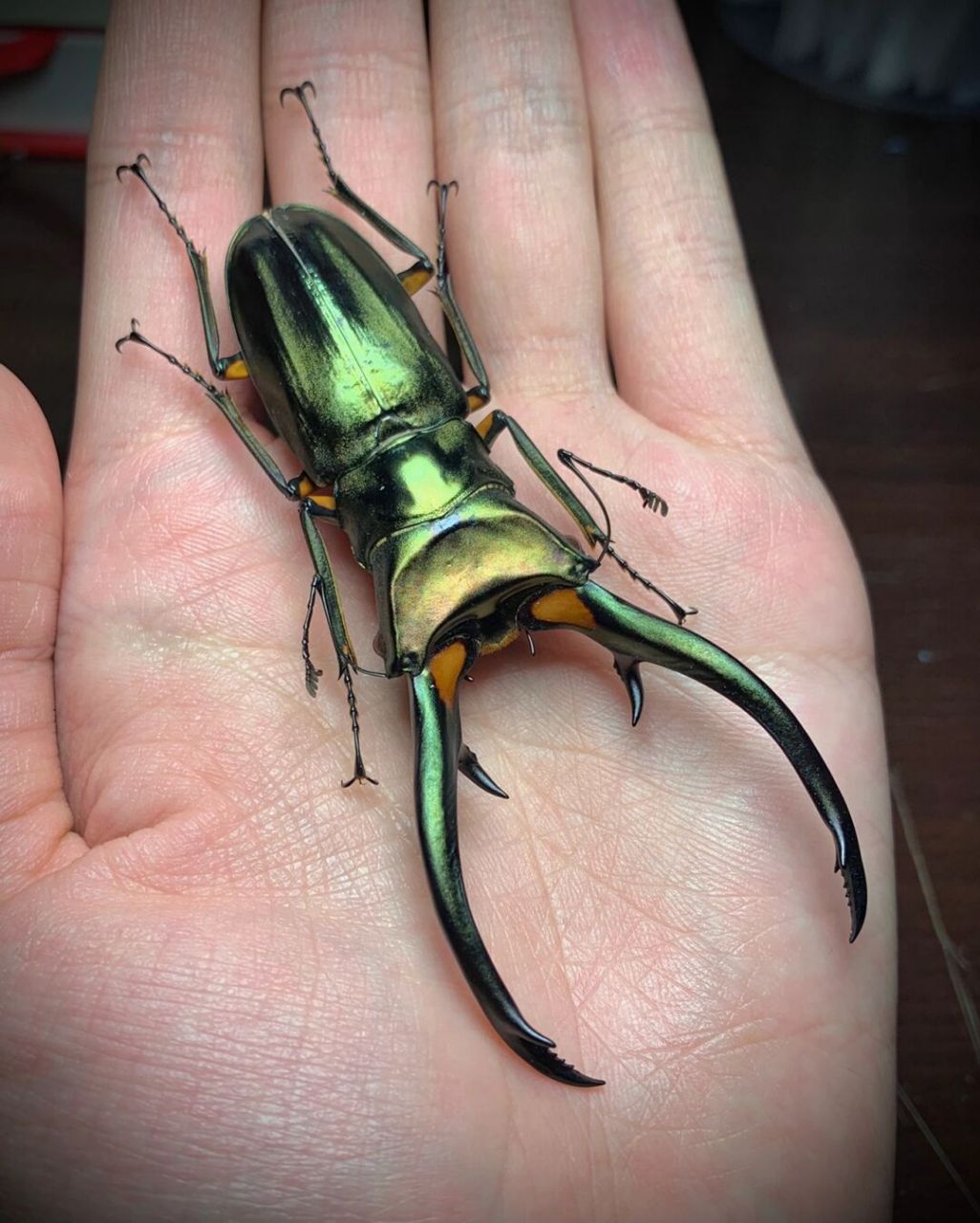 truncatus三个亚种,雄性的外壳cyclommatus elaphus 红鹿细身赤锹具