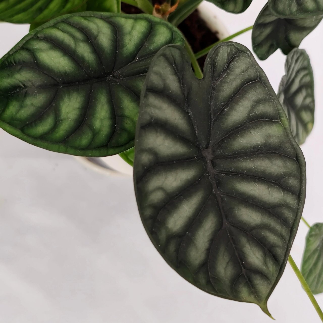 龙鳞海芋93(养护和注意事项) 养护方法和注意事项 1,土壤配制 龙鳞