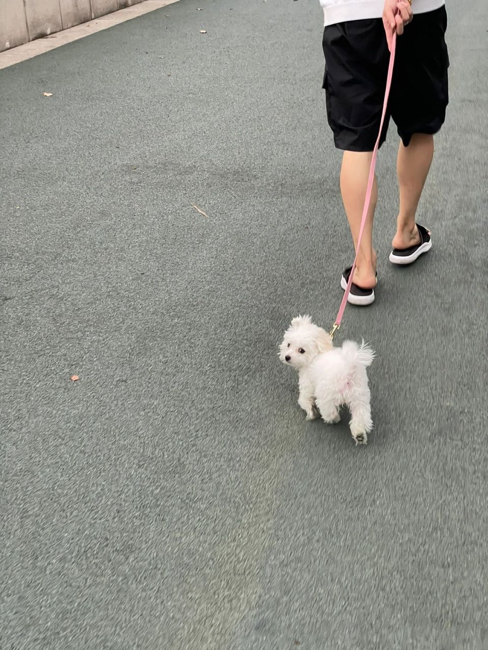 小体比熊4个月大,体重3斤,是正常的吧98