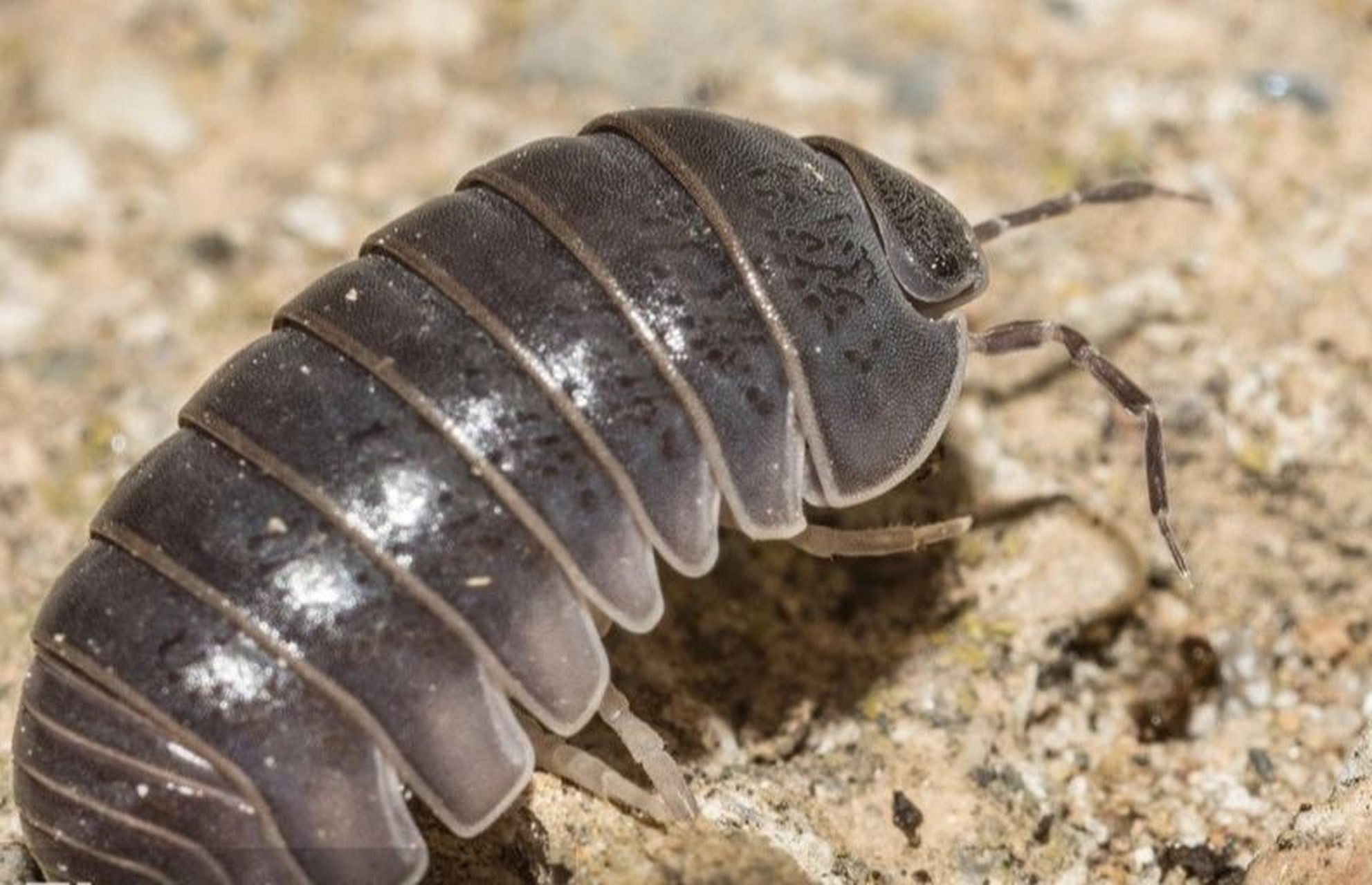 怎么清除木地板下潮湿虫子 要想灭除地板的潮虫可以用以下的方法: 1