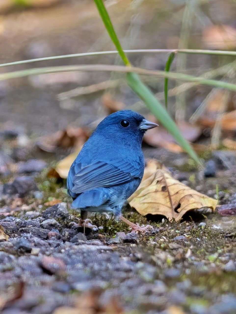 蓝鹀雄鸟通体蓝灰色,矮胖矮胖的,只在我们国家有分布繁殖季