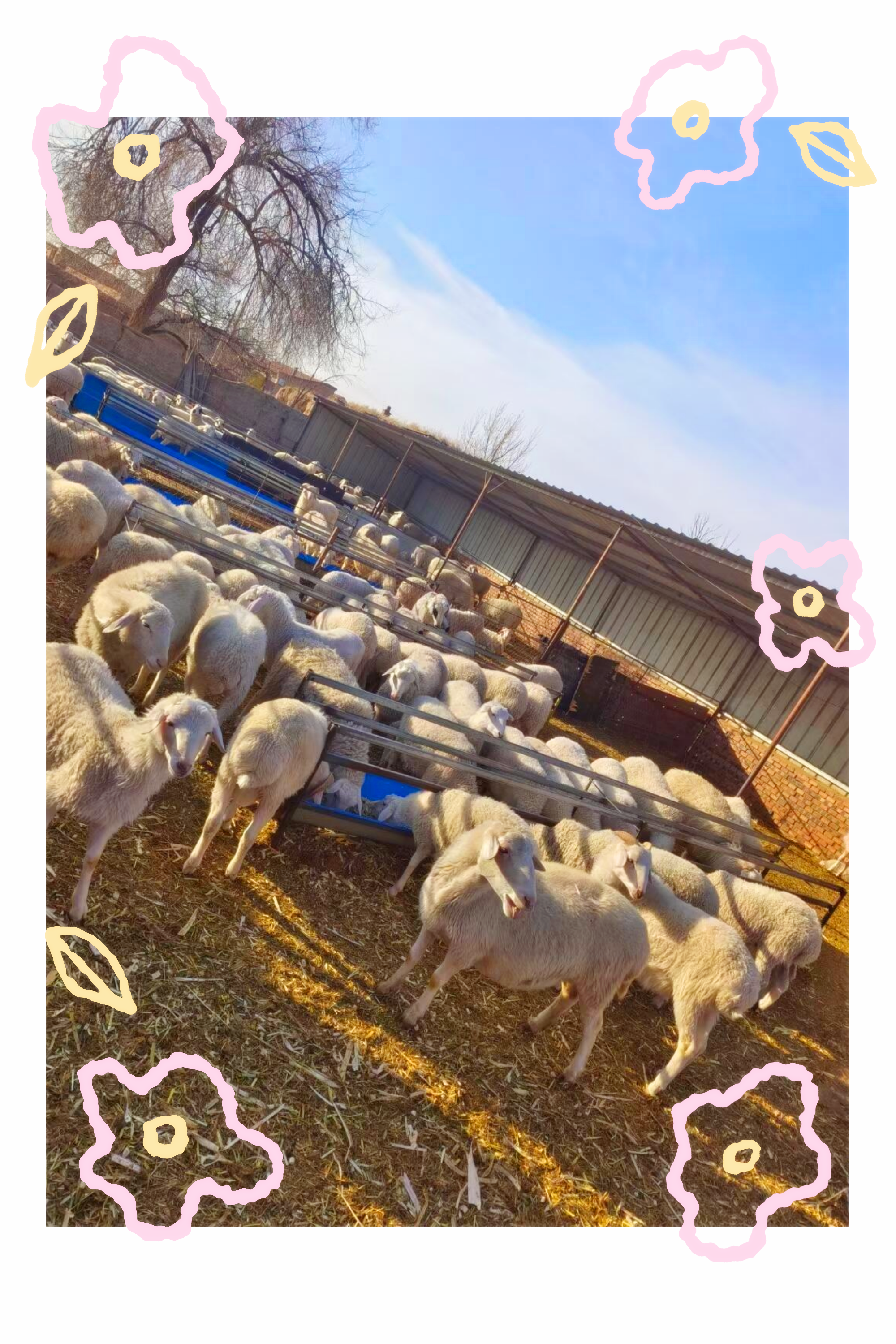 寻羊启示  家人们,父母上了年纪,在山西大同新荣区附近农村养了一大