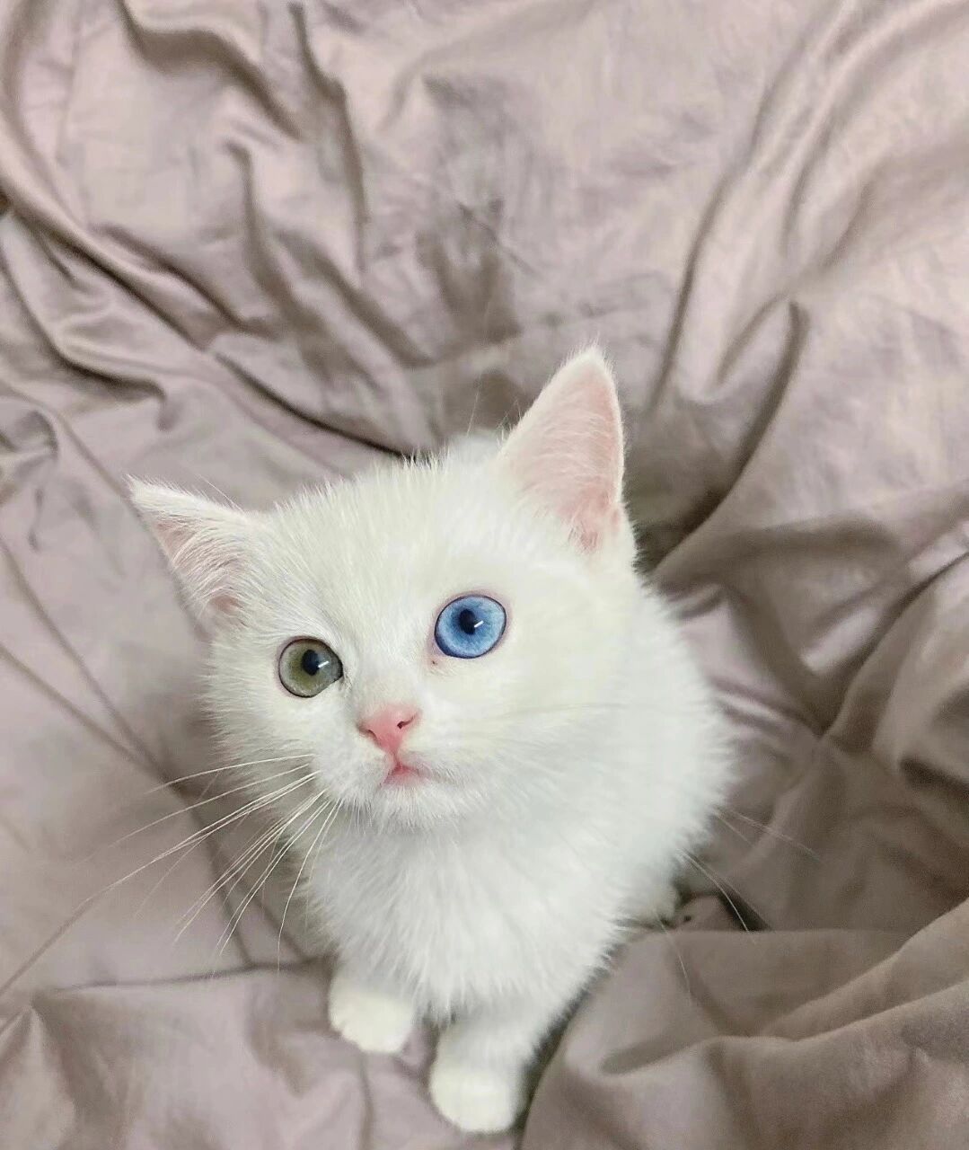 异瞳的猫好看吧 但其实好看的背后也很可怜 异瞳的猫好看吧 但其实