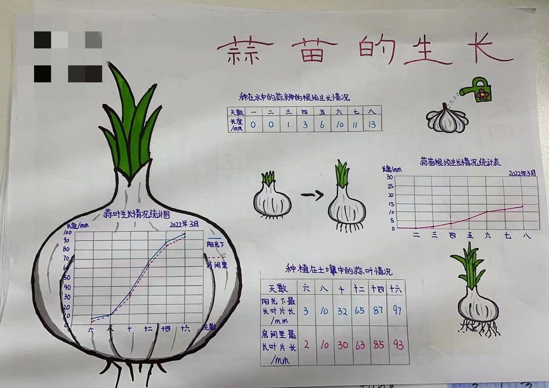 大蒜生长过程统计图图片