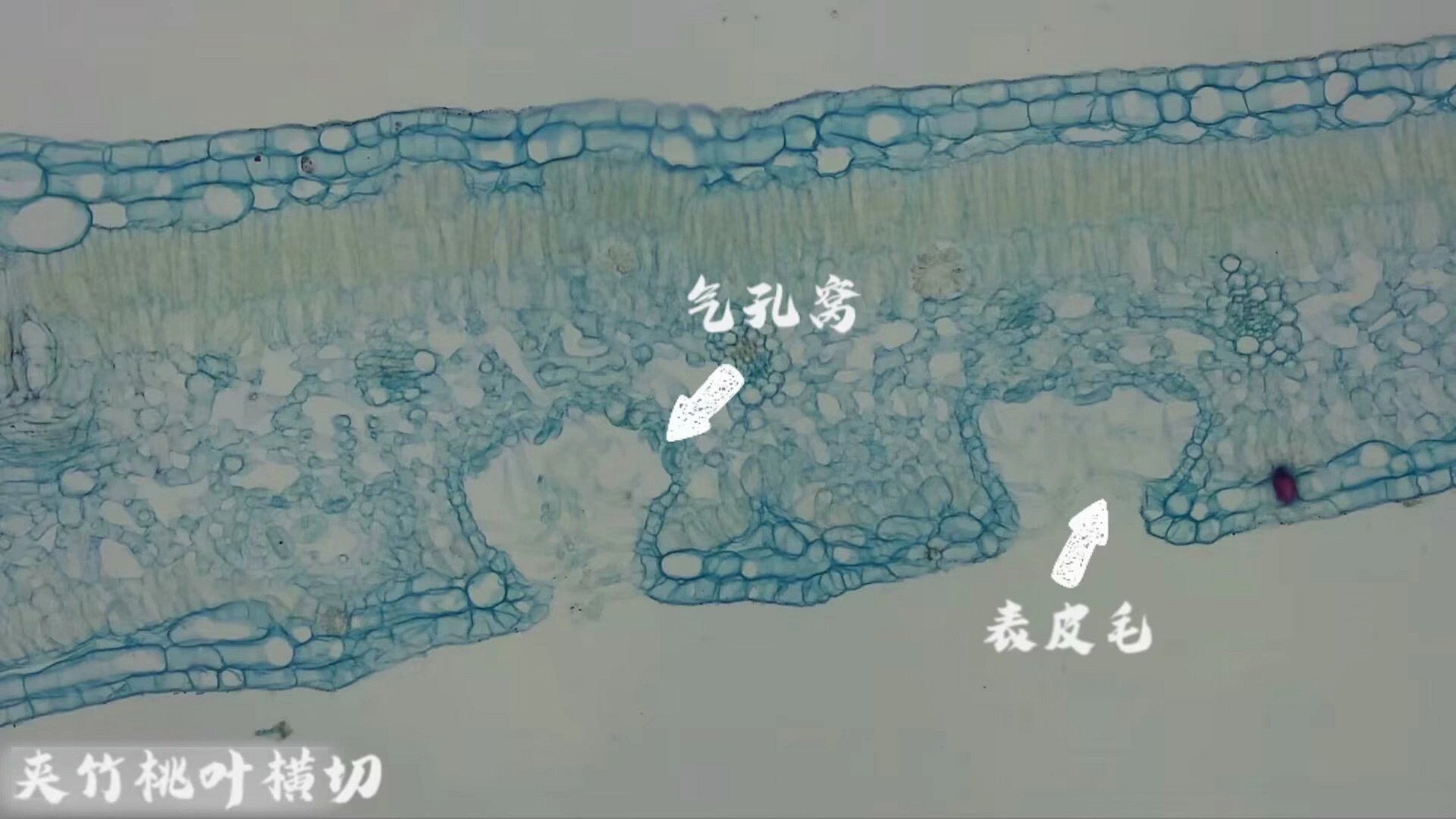 眼子菜叶横切结构图图片