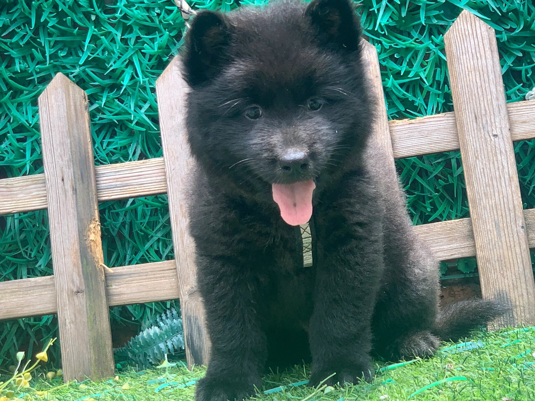 纯种中华田园犬广西土松黑熊