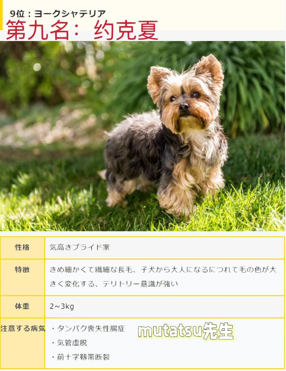 98959569002022日本人气犬排行榜前十名75157515