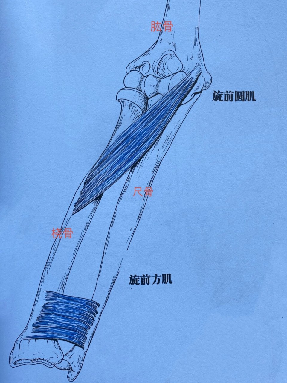 手臂旋前旋后示意图图片