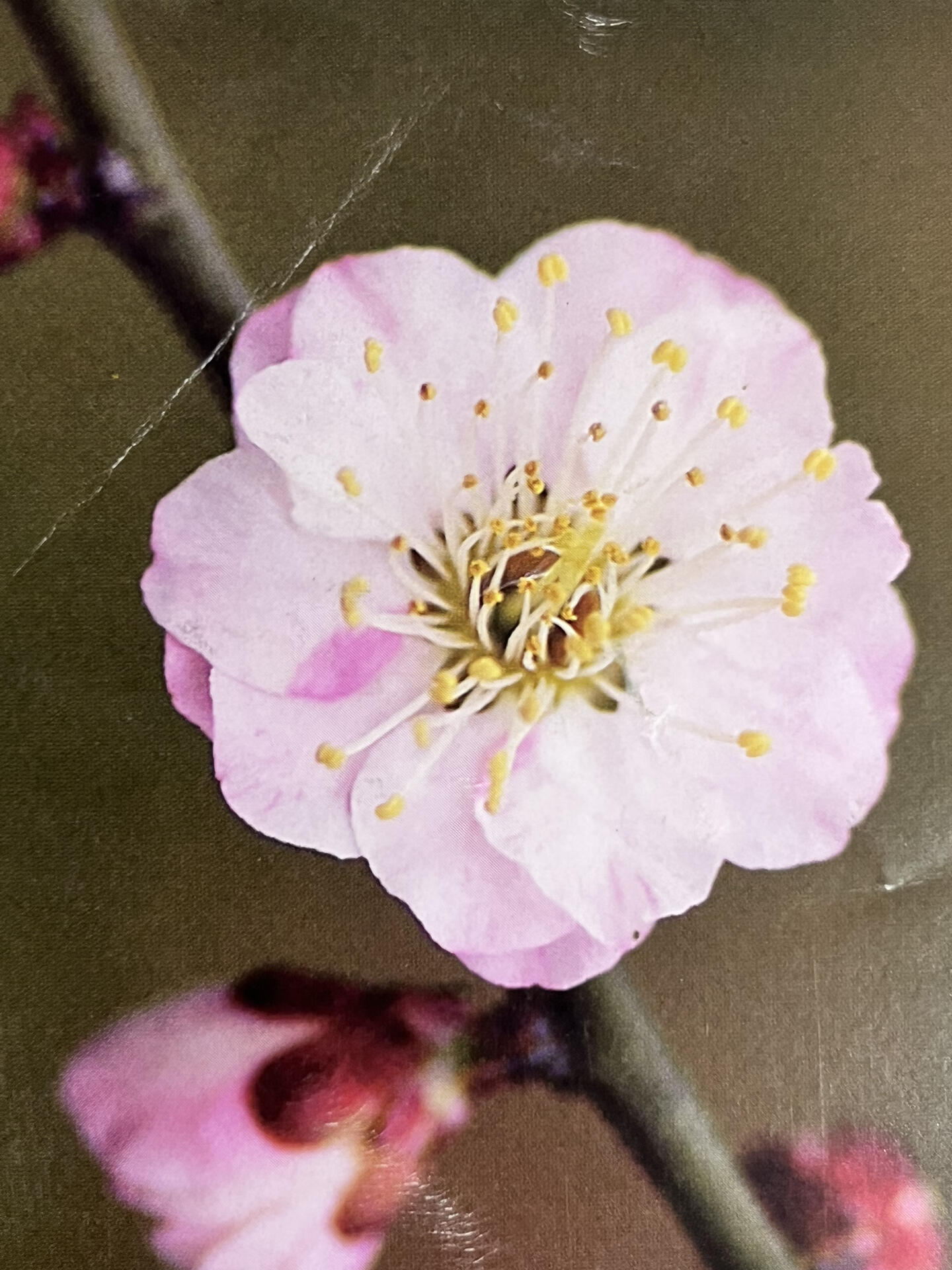 一起认识梅花品种(5)～跳枝品种群 跳枝品种的梅花,在同一棵树上可以