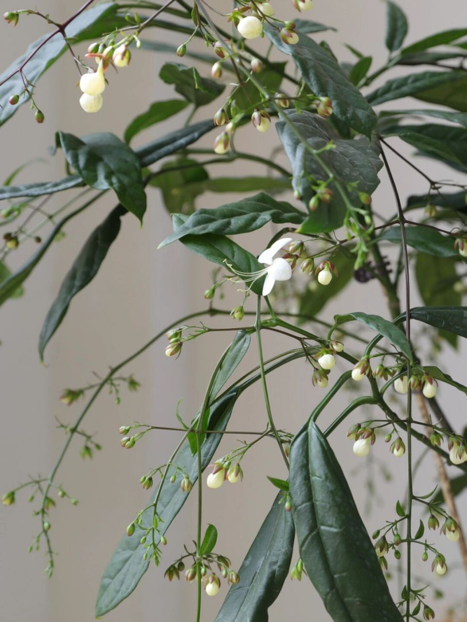 观花植物界的一帘幽梦,唤醒阳台的垂丝茉莉. 满树花串,秋风下灵动,治