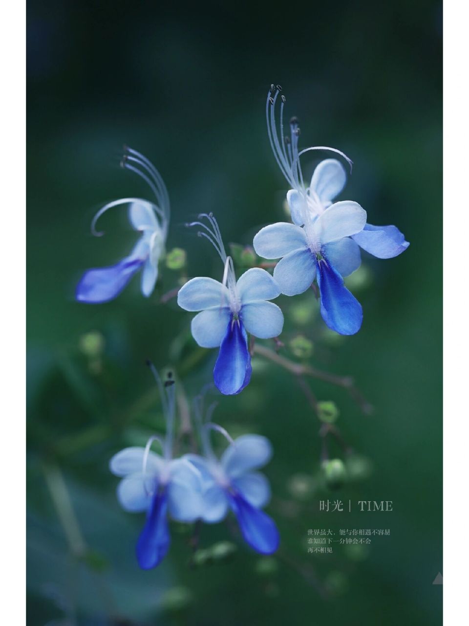 蓝色的花有哪些及花名图片