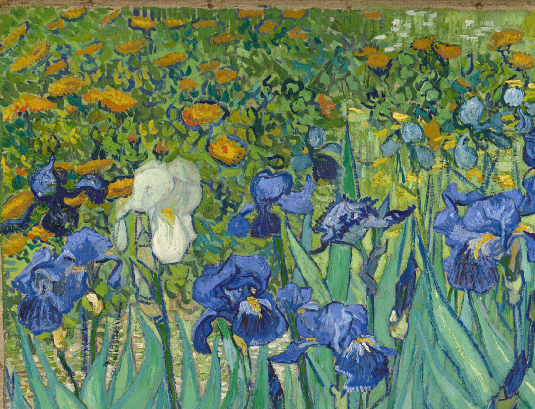96世界名画欣赏|梵高 《鸢尾花